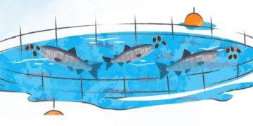 Científicos desarrollan modelo que predice el paso de PFAS desde el alimento al filete de salmón