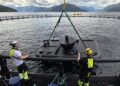Créditos: ScaleAQ y Nærøysund Aquaservice.