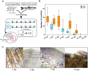 Gráfico y fotografías del proceso mediante el cual el salmón coho encapsula y elimina al piojo de mar.