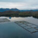 Centro de cultivo Williams de Salmones Camanchaca. Créditos: Salmones Camanchaca.