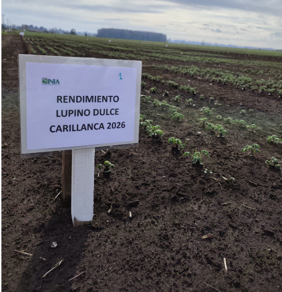 Campo experimental de cultivo de lupino dulce en los terrenos de INIA Carillanca en la comuna de Vilcún.