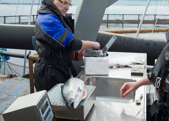 El jefe de proyecto, Jens-Erik Dessen, pesa salmones en las instalaciones de I+D de Nofima en Blom, en Marøy, a las afueras de Bergen. Créditos: We are Aquaculture.