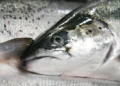 Los salmones de cultivo reciben alimento estandarizado, mientras que los salmones silvestres consumen una dieta variada en su entorno natural. Foto: Gorm Kallestad / NTB.