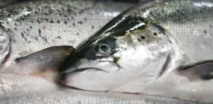 El microbioma revela una diferencia mayor de la esperada entre el salmón silvestre y el de cultivo