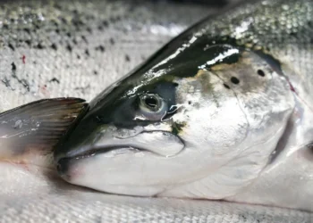 Los salmones de cultivo reciben alimento estandarizado, mientras que los salmones silvestres consumen una dieta variada en su entorno natural. Foto: Gorm Kallestad / NTB.