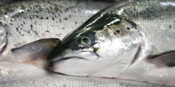 Los salmones de cultivo reciben alimento estandarizado, mientras que los salmones silvestres consumen una dieta variada en su entorno natural. Foto: Gorm Kallestad / NTB.