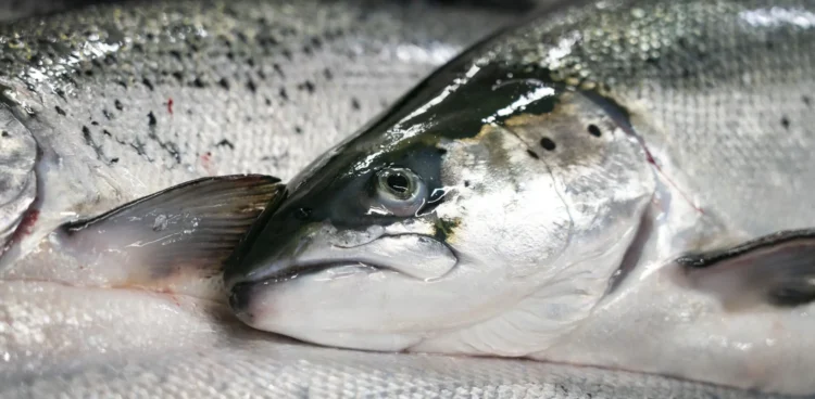 Los salmones de cultivo reciben alimento estandarizado, mientras que los salmones silvestres consumen una dieta variada en su entorno natural. Foto: Gorm Kallestad / NTB.