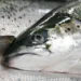 Los salmones de cultivo reciben alimento estandarizado, mientras que los salmones silvestres consumen una dieta variada en su entorno natural. Foto: Gorm Kallestad / NTB.