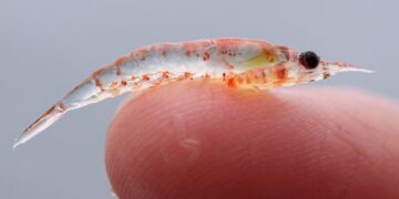 Más allá de El Niño: ¿Está preparada la salmonicultura chilena para un océano más cálido y con menos oxígeno?