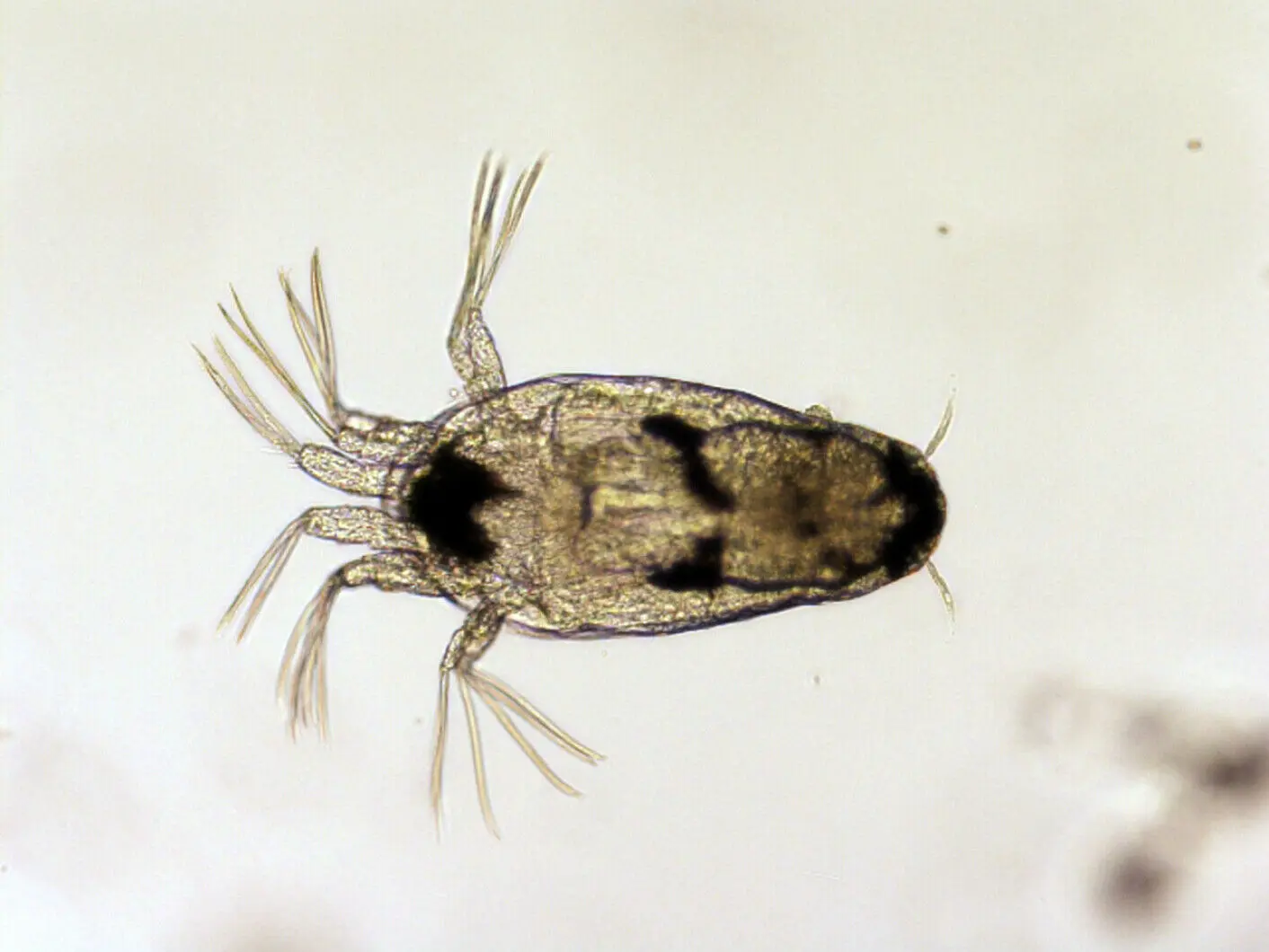 Microfotografia de larva de piojo de salmon Lepeophtheirus salmonis en fase planctonica de nauplio