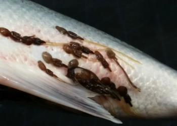 Cardumen de salmones de cultivo con parasitos.
