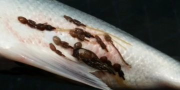 Cardumen de salmones de cultivo con parasitos.