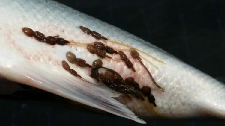 Cardumen de salmones de cultivo con parasitos.