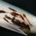 Cardumen de salmones de cultivo con parasitos.