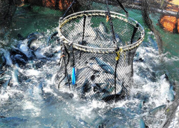Cosecha y faena de salmón coho en las instalaciones costeras de Nissui Salmon en Otsuchi, prefectura de Iwate.