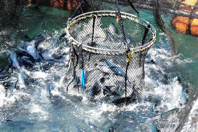 Cosecha y faena de salmón coho en las instalaciones costeras de Nissui Salmon en Otsuchi, prefectura de Iwate.