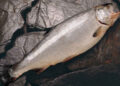 salmon coho y oxigeno