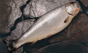 salmon coho y oxigeno