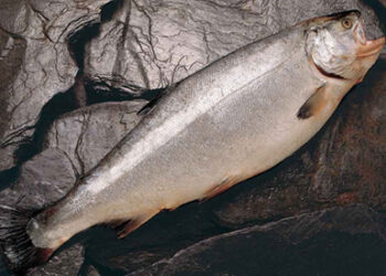 salmon coho y oxigeno