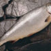 salmon coho y oxigeno