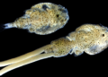 Ejemplares adultos de Caligus rogercresseyi: