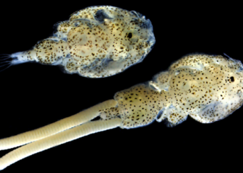 Ejemplares adultos de Caligus rogercresseyi:
