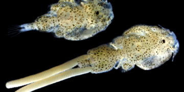 Ejemplares adultos de Caligus rogercresseyi: