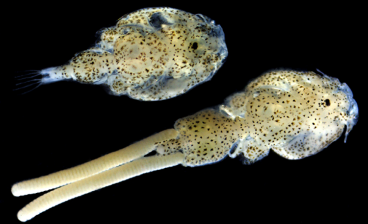 Ejemplares adultos de Caligus rogercresseyi:
