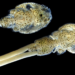 Ejemplares adultos de Caligus rogercresseyi: