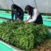 liceos técnicos en acuicultura