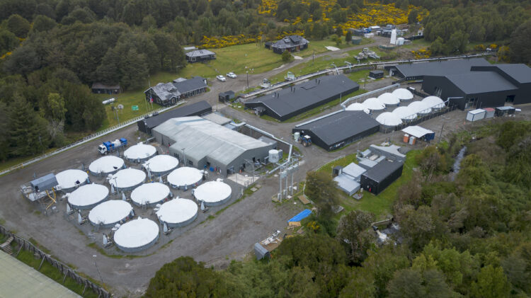 Piscicultura de reproductores y genética de la compañía en la comuna de Chonchi. Foto. InfoSALMON