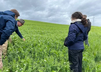 Multi X y BioMar impulsan un piloto de agricultura regenerativa para la salmonicultura, con potencial de escalar hasta 20.000 hectáreas en el sur de Chile. Foto: BioMar