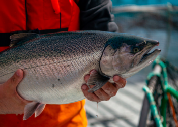 La evidencia muestra cómo la disponibilidad de oxígeno influye en el crecimiento, la conversión alimenticia y producción del salmon coho. Foto: Salmones Aysén