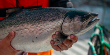 La evidencia muestra cómo la disponibilidad de oxígeno influye en el crecimiento, la conversión alimenticia y producción del salmon coho. Foto: Salmones Aysén