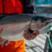 La evidencia muestra cómo la disponibilidad de oxígeno influye en el crecimiento, la conversión alimenticia y producción del salmon coho. Foto: Salmones Aysén