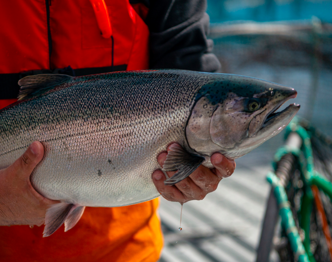 La evidencia muestra cómo la disponibilidad de oxígeno influye en el crecimiento, la conversión alimenticia y producción del salmon coho. Foto: Salmones Aysén