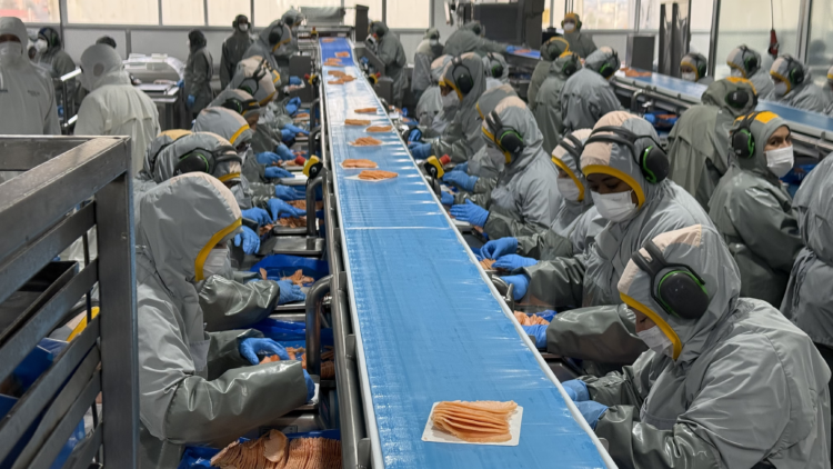 Rusia levantó las restricciones a cinco plantas chilenas, que podrán retomar sus exportaciones de productos del mar tras la auditoría iniciada en 2025. Foto: InfoSALMON