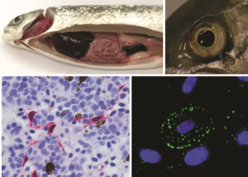 Imágenes de referencia sobre anemia infecciosa del salmón (ISA)