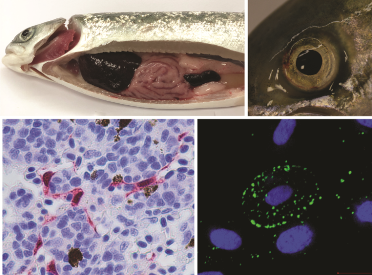 Imágenes de referencia sobre anemia infecciosa del salmón (ISA)