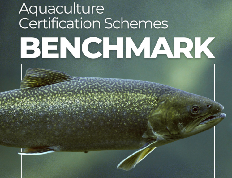 Portada del informe 2026 de bienestar animal en certificaciones acuícolas del Aquatic Life Institute