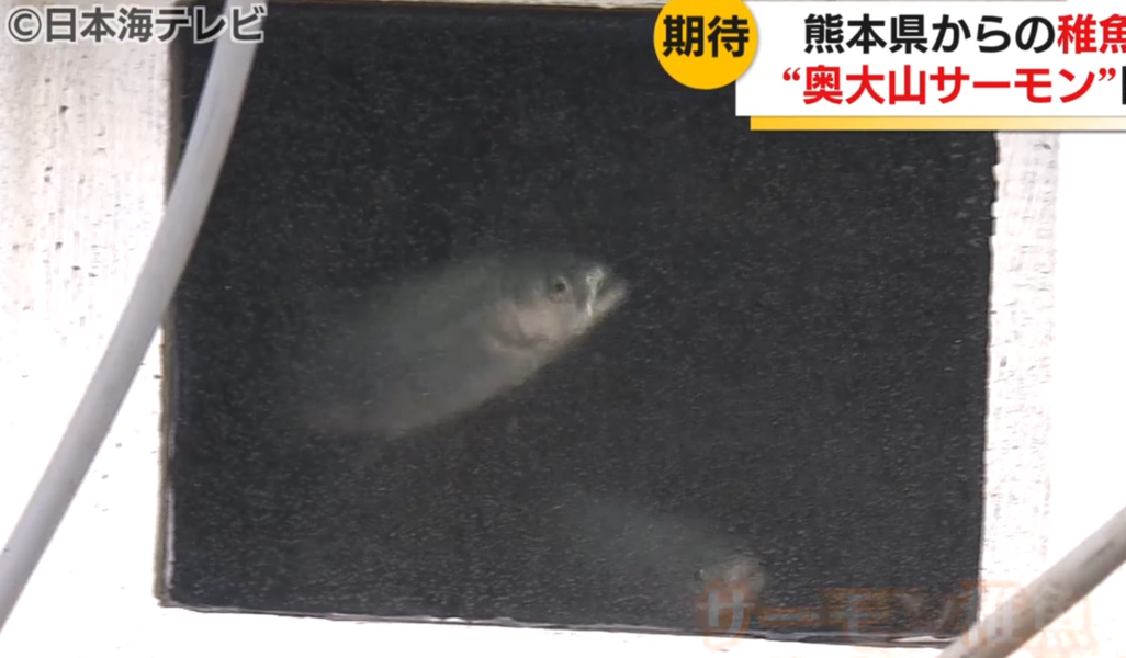 Contenedores de transporte de alevines de salmón vivos llegando a Tottori desde Kumamoto.