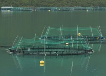 Jaulas de cultivo de salmón en el fiordo Torskefjorden, en Senja, Noruega.