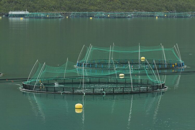 Jaulas de cultivo de salmón en el fiordo Torskefjorden, en Senja, Noruega.