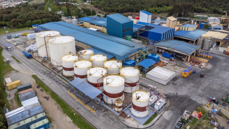 Planta de Panitao de Fiordo Austral. Foto: Fiordo Austral