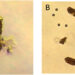 Fig. 2. Imágenes de pellets fecales de A. tonsa que contienen microesferas de poliestireno después de 24 h. A) Microesferas de 10 µm a una concentración de 1.000 microesferas mL⁻¹; B) microesferas de 10 µm a una concentración de 10.000 microesferas mL⁻¹. Las imágenes fueron tomadas con un aumento de 10× y posteriormente recortadas y ampliadas para facilitar su visualización. Créditos: Estudio.