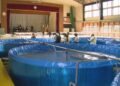 Siembra de alevines de salmón en estanques circulares dentro del gimnasio de una escuela en Kōfu Japón.