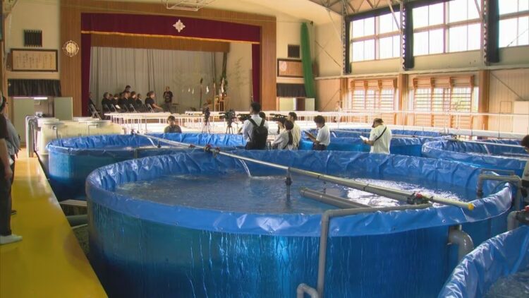 Siembra de alevines de salmón en estanques circulares dentro del gimnasio de una escuela en Kōfu Japón.