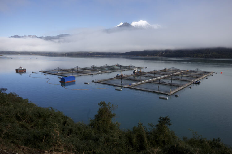 Centro de cultivo de salmón en el estuario de Reloncaví, Región de Los Lagos.