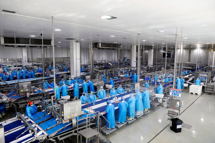 Trabajadores procesan filetes de salmón chileno en una planta industrial