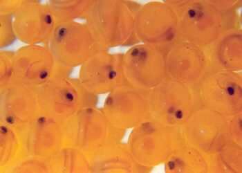 Ovas ojo de salmón del Atlántico en una bandeja de incubación de una piscicultura